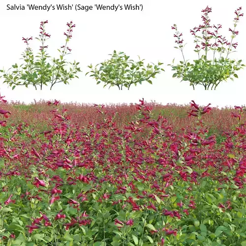 Salvia Wendy Wish - Sage Wendy Wish 3D model
