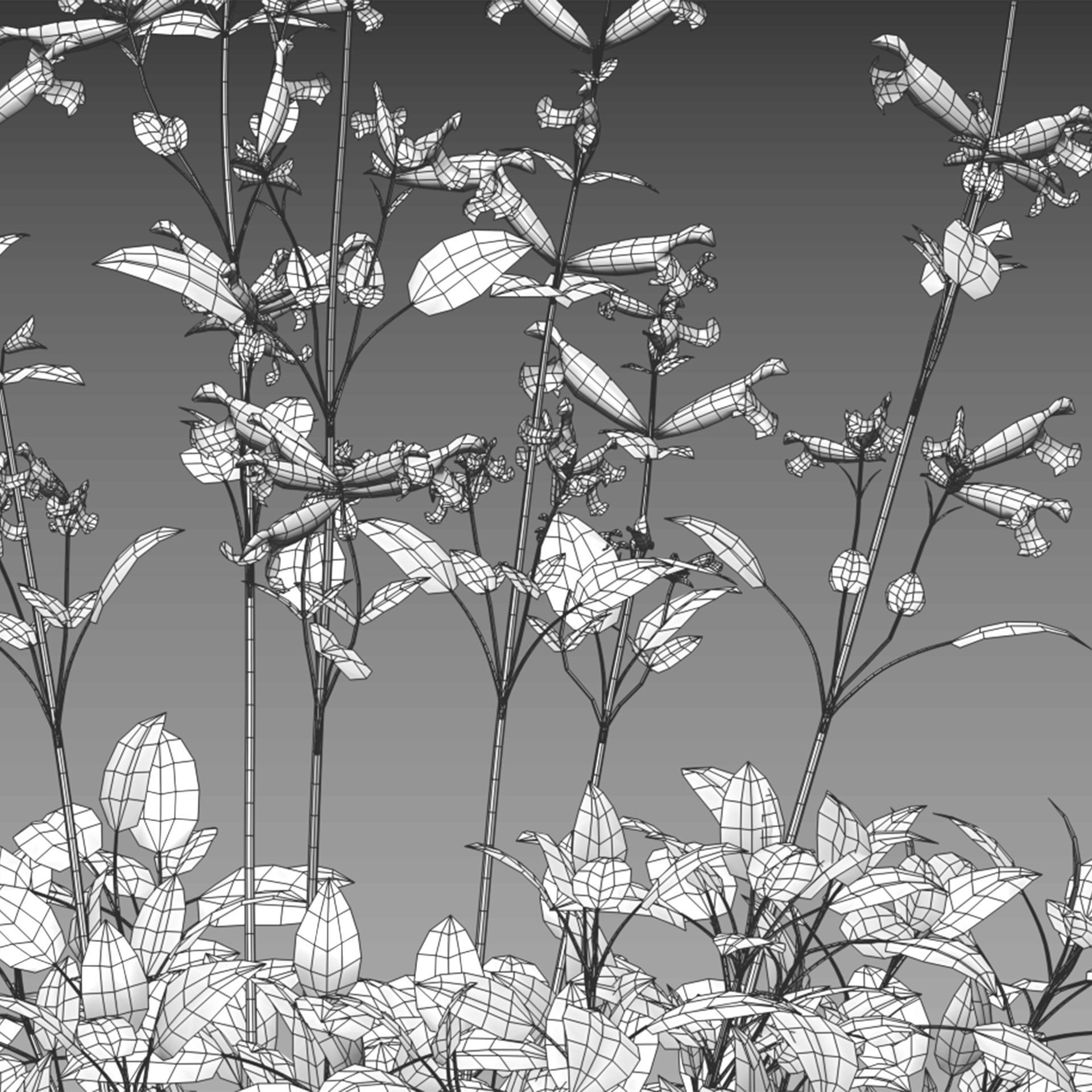 Salvia Wendy Wish - Sage Wendy Wish 3D model_4