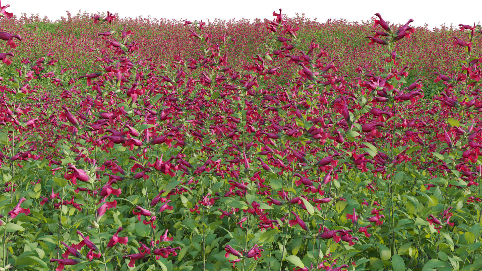 Salvia Wendy Wish - Sage Wendy Wish 3D model_5