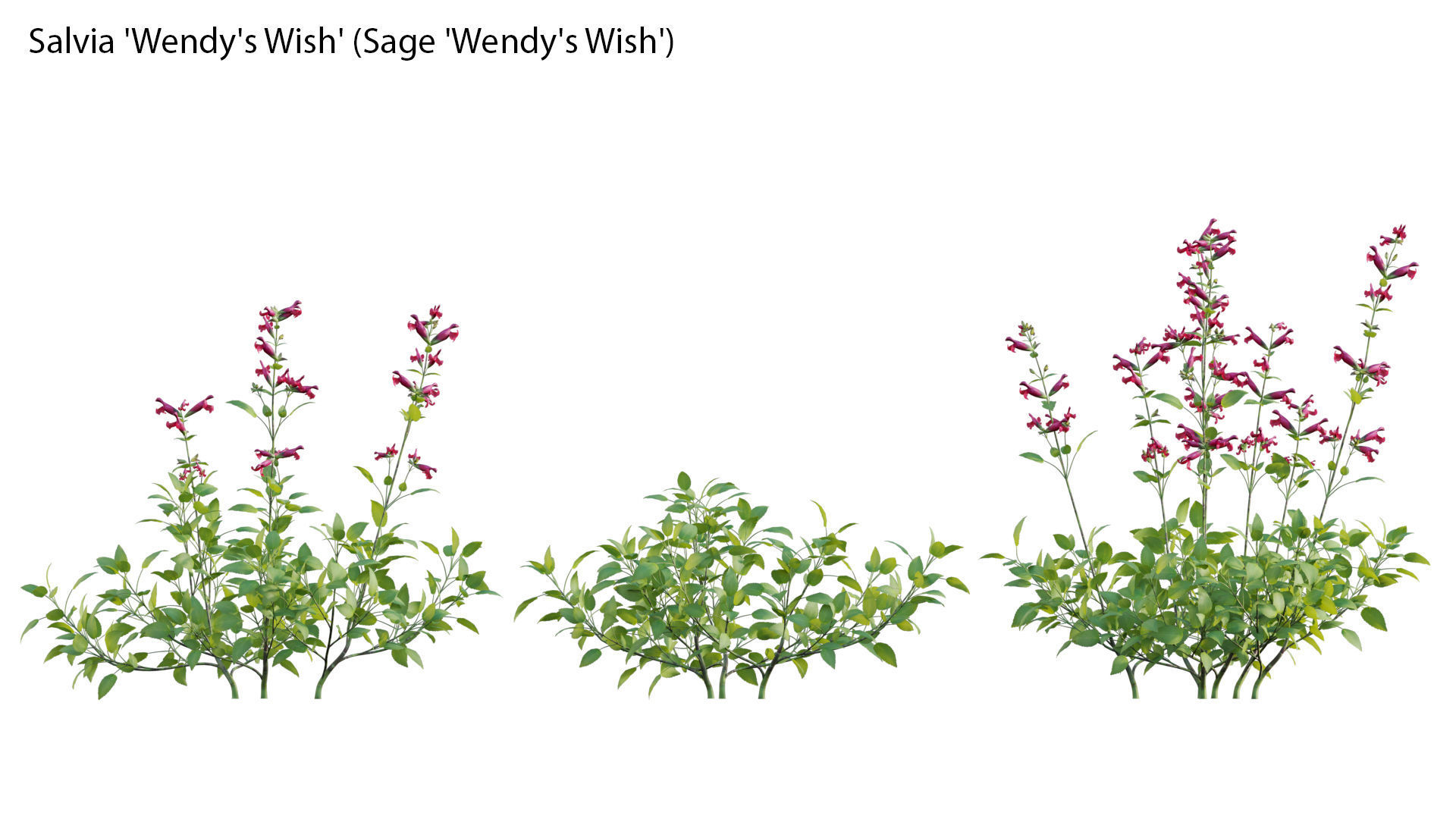 Salvia Wendy Wish - Sage Wendy Wish 3D model_1