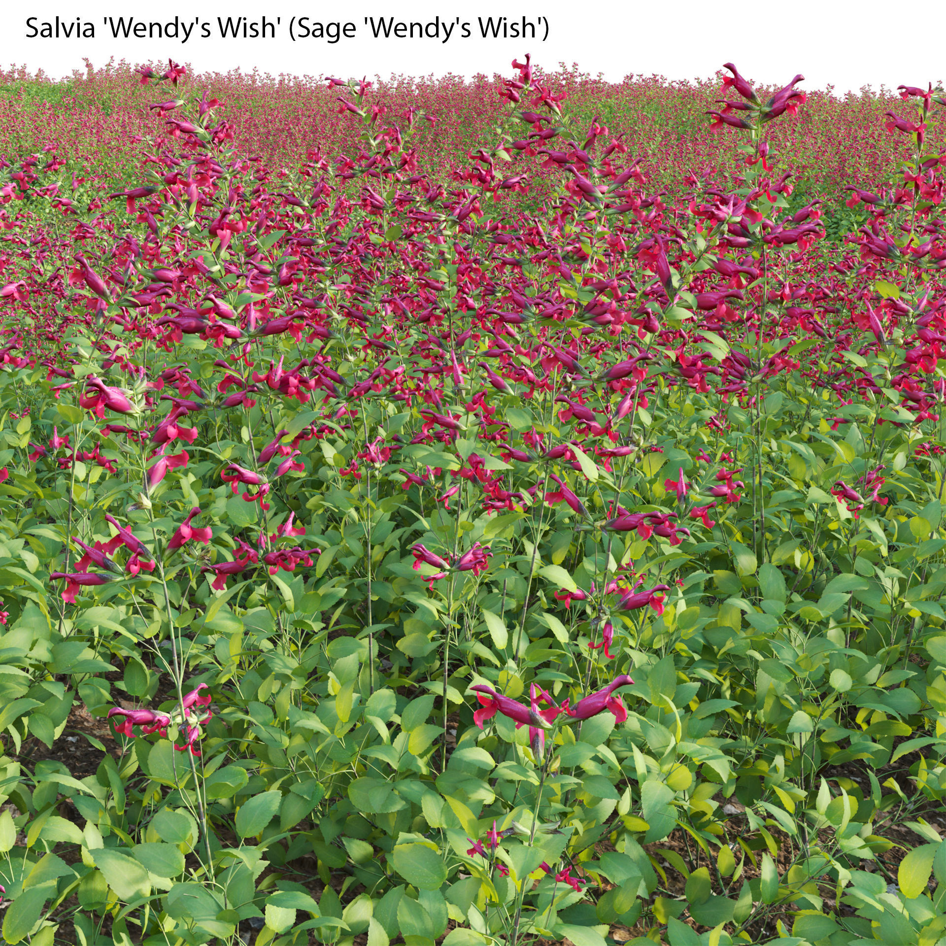 Salvia Wendy Wish - Sage Wendy Wish 3D model_3