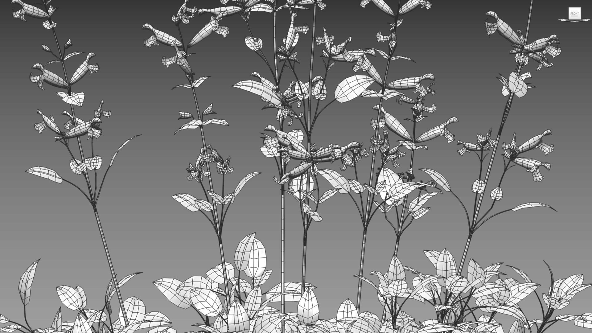 Salvia Wendy Wish - Sage Wendy Wish 3D model_9