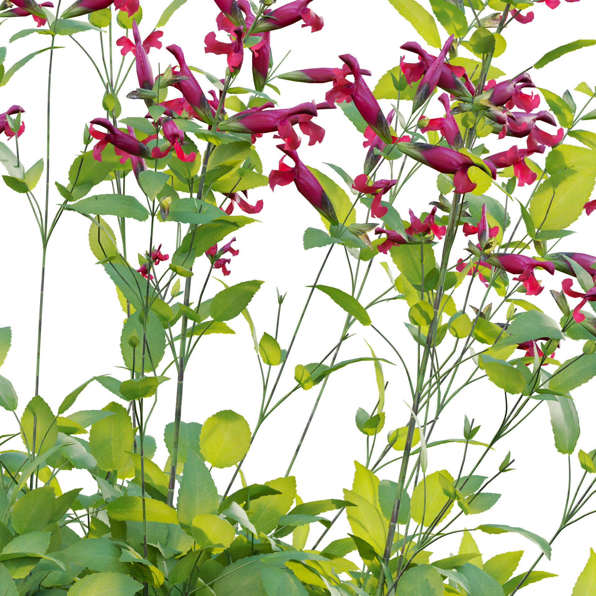 Salvia Wendy Wish - Sage Wendy Wish 3D model_2