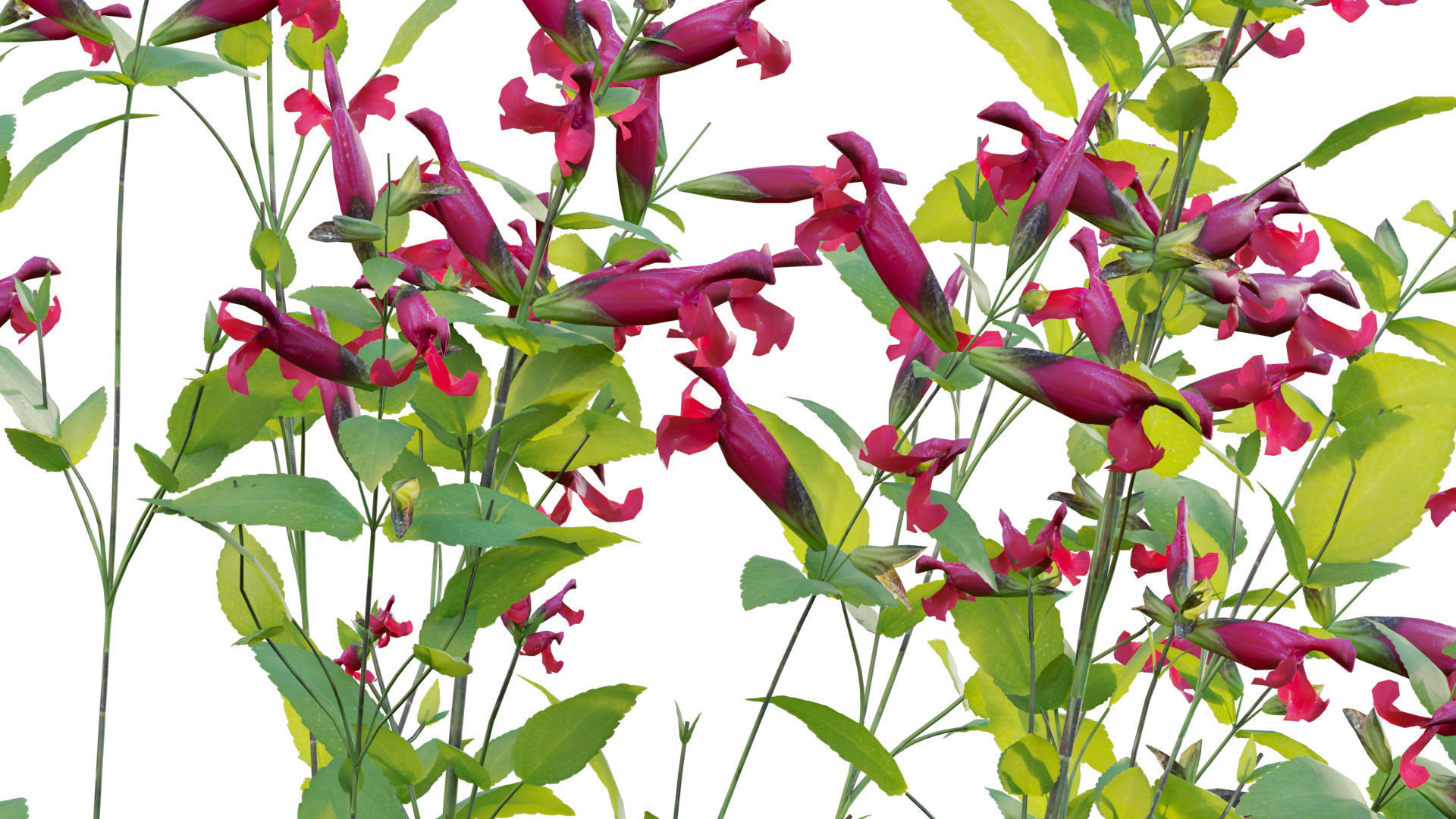 Salvia Wendy Wish - Sage Wendy Wish 3D model_7