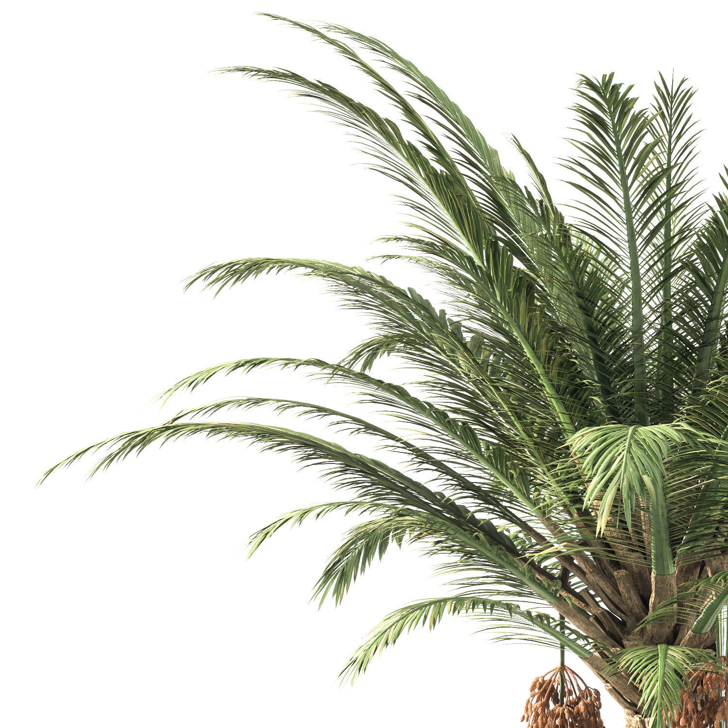 Palm Tree 001 3D model_2