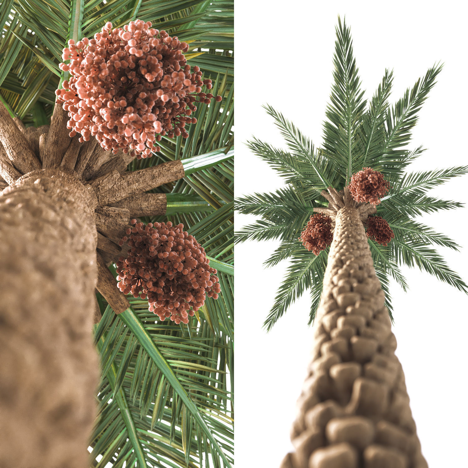 Palm Tree 001 3D model_1