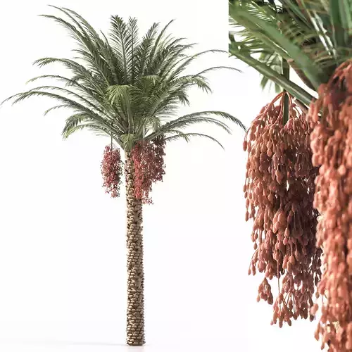 Palm Tree 001 3D model