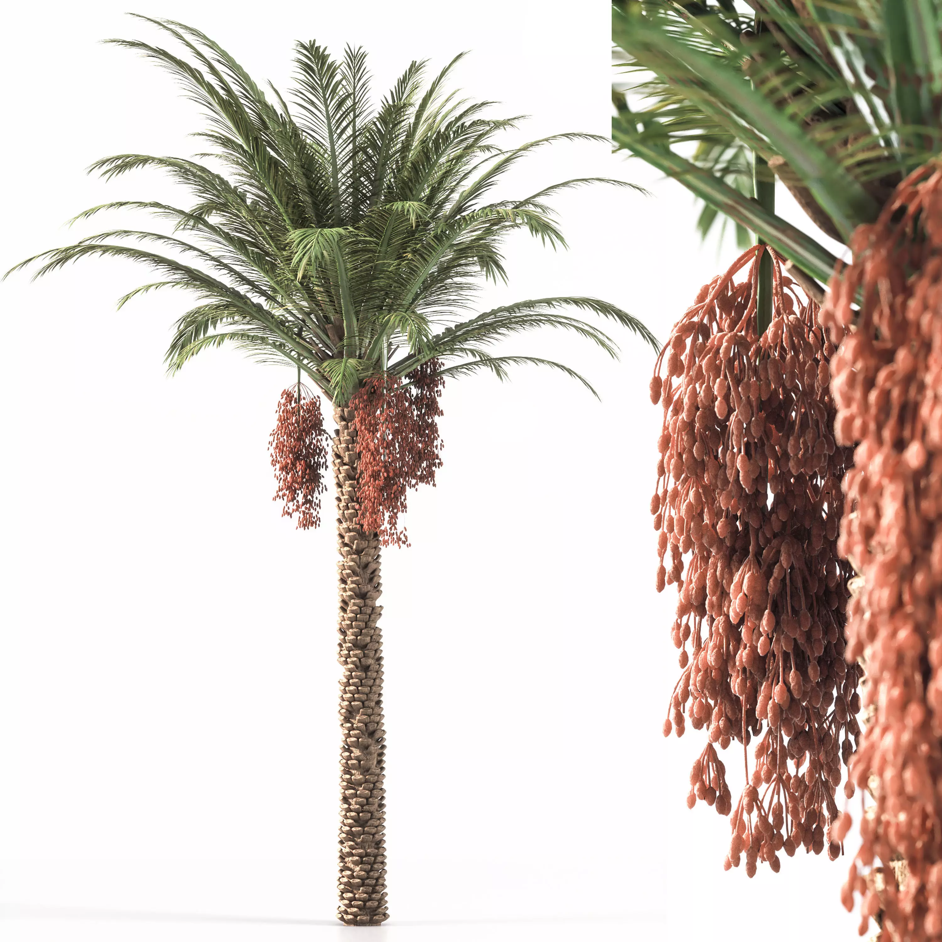 Palm Tree 001 3D model_0