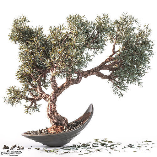 Household olive plant 3D model