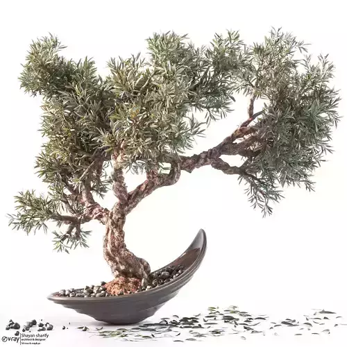 Household olive plant