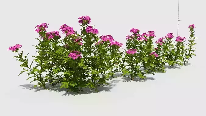 Glandularia plant with flowers and ruler