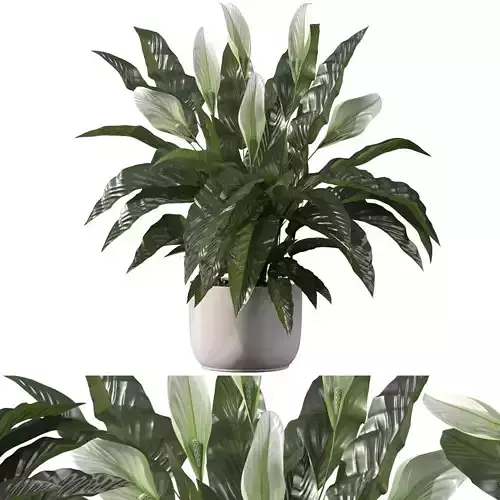 Peace lily 03
