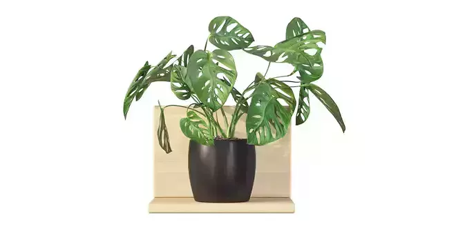 Monstera monkey mask 01