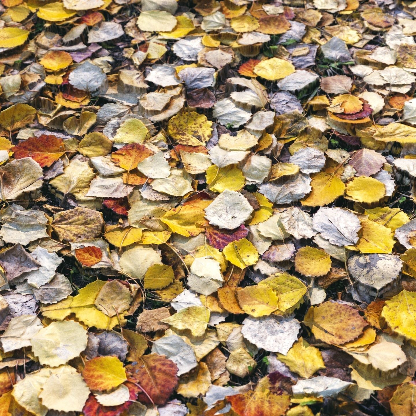 Autumn foliage material 02 3D model_5