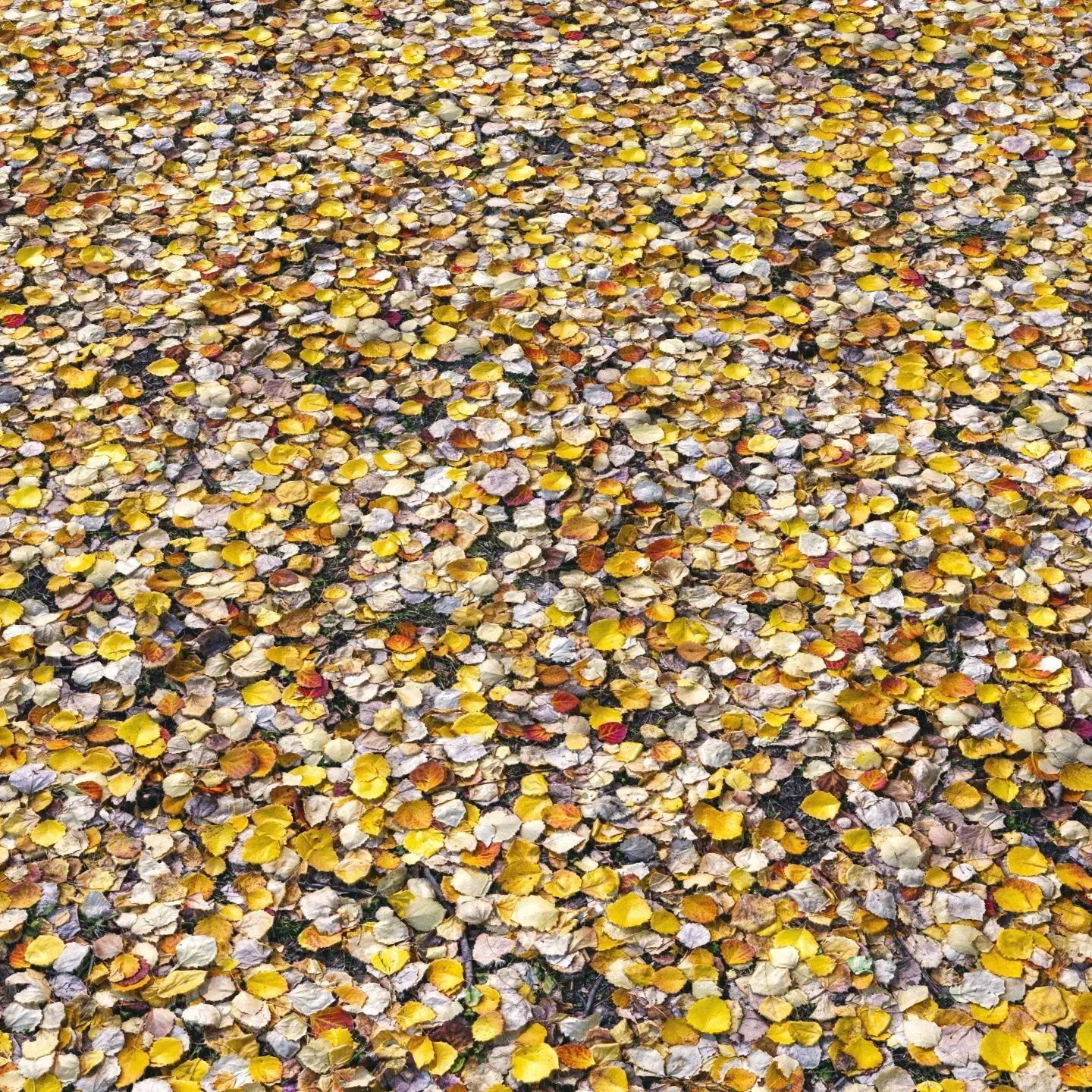 Autumn foliage material 02 3D model_0