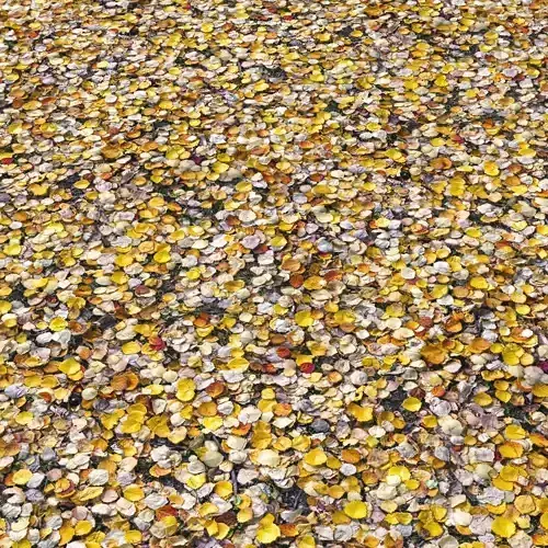 Autumn foliage material 02 3D model