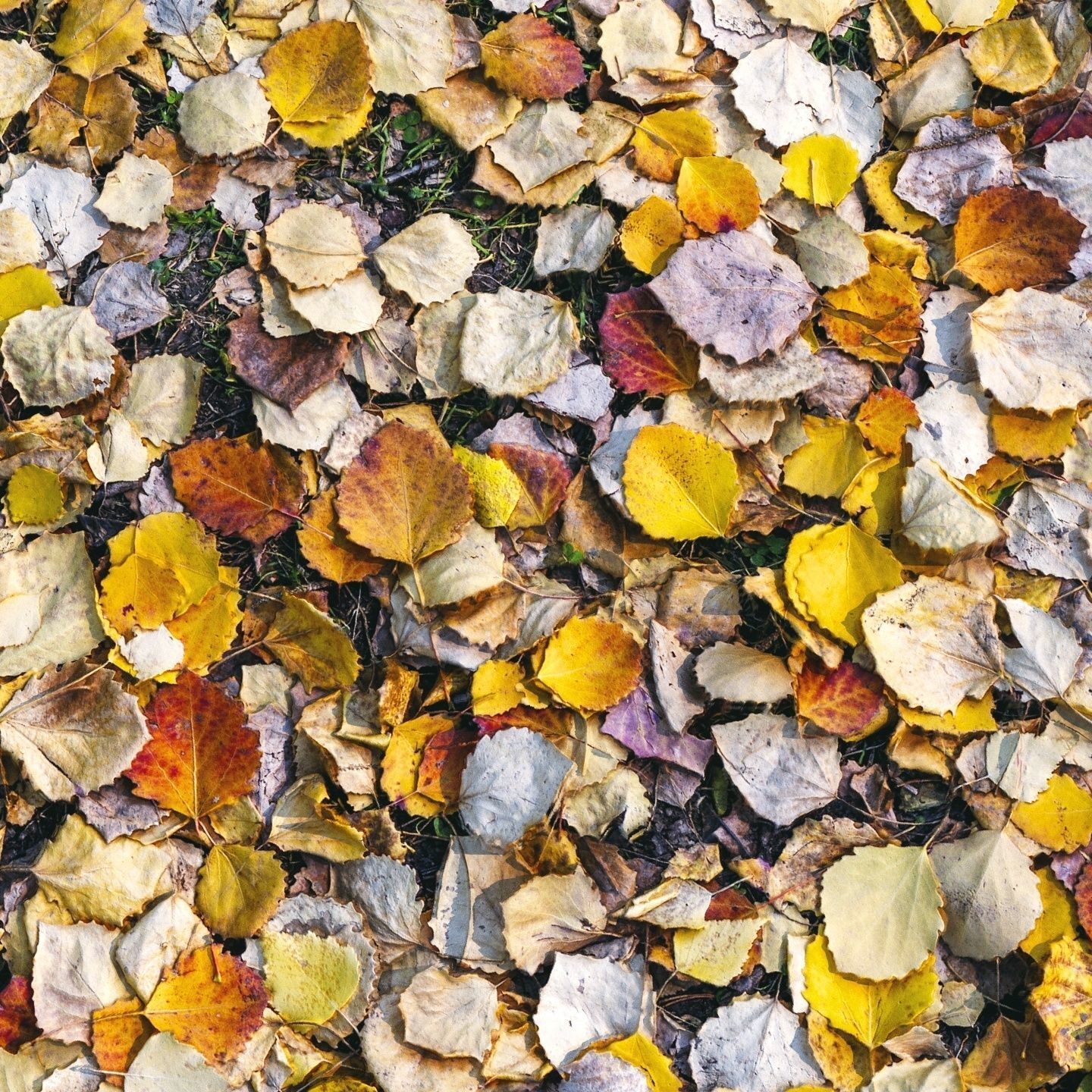 Autumn foliage material 02 3D model_2