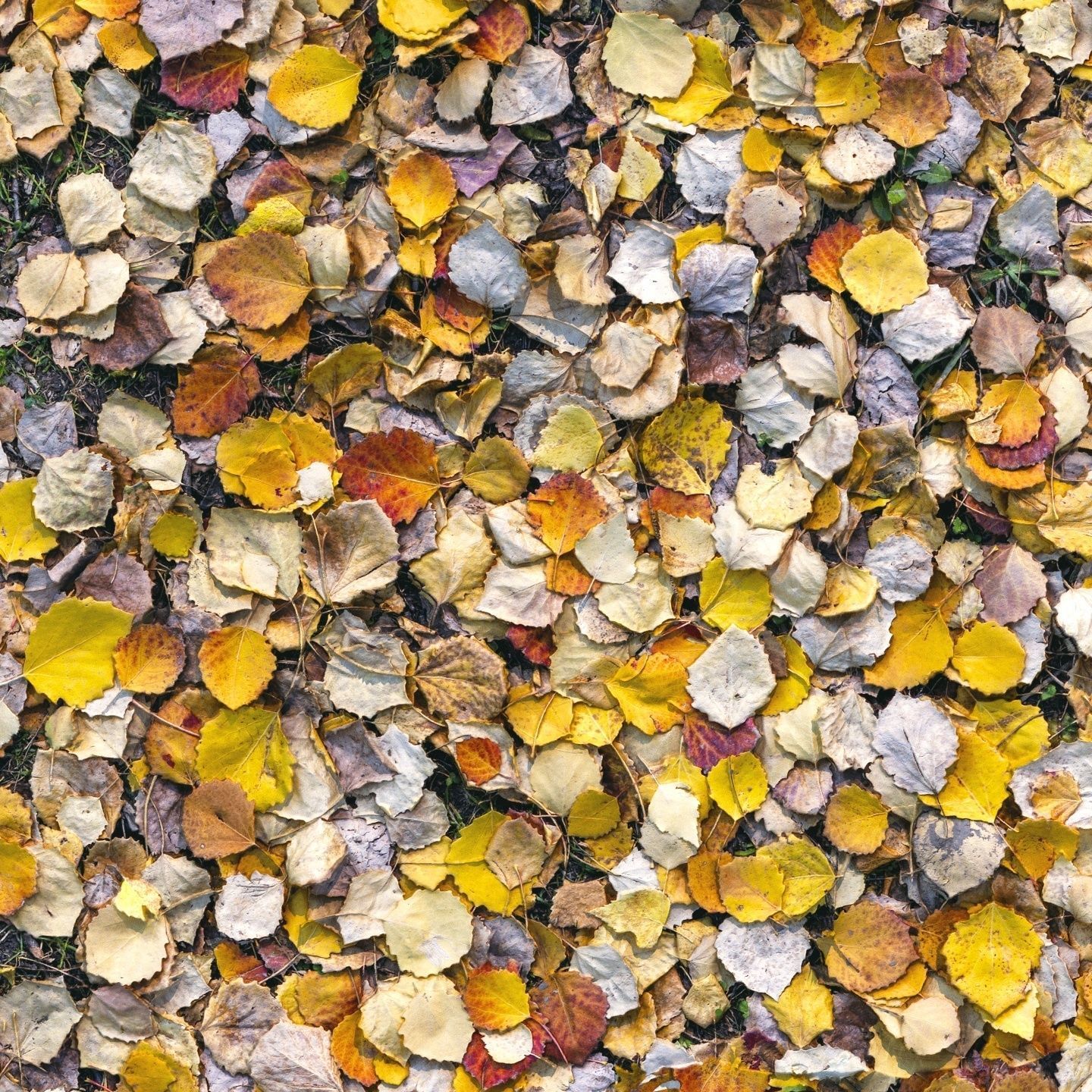 Autumn foliage material 02 3D model_3