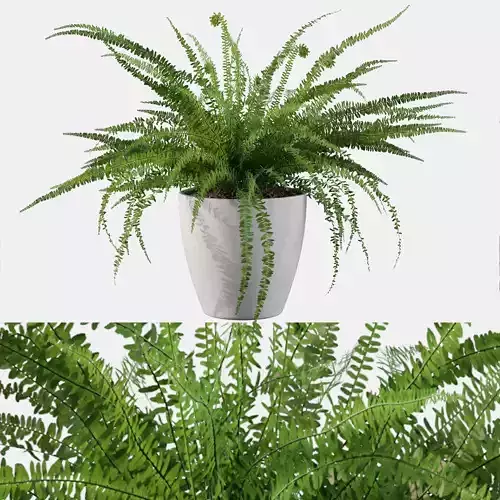 Fern 08 in white pot