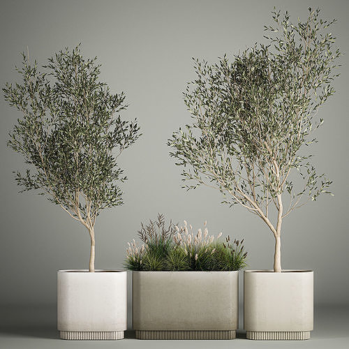 Decorative trees in concrete pots with bushes 3D model