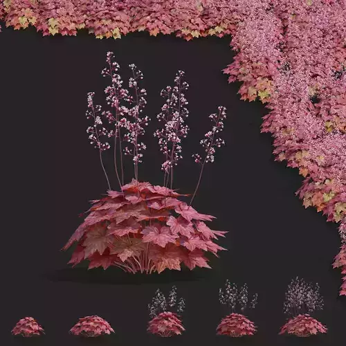 Heuchera hybrida flower 3D model