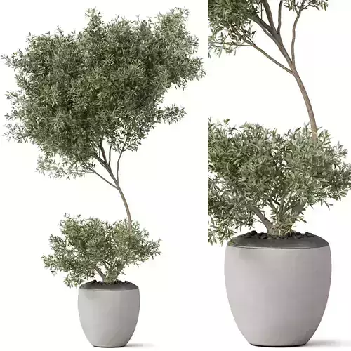 Plants collection 824 3D model