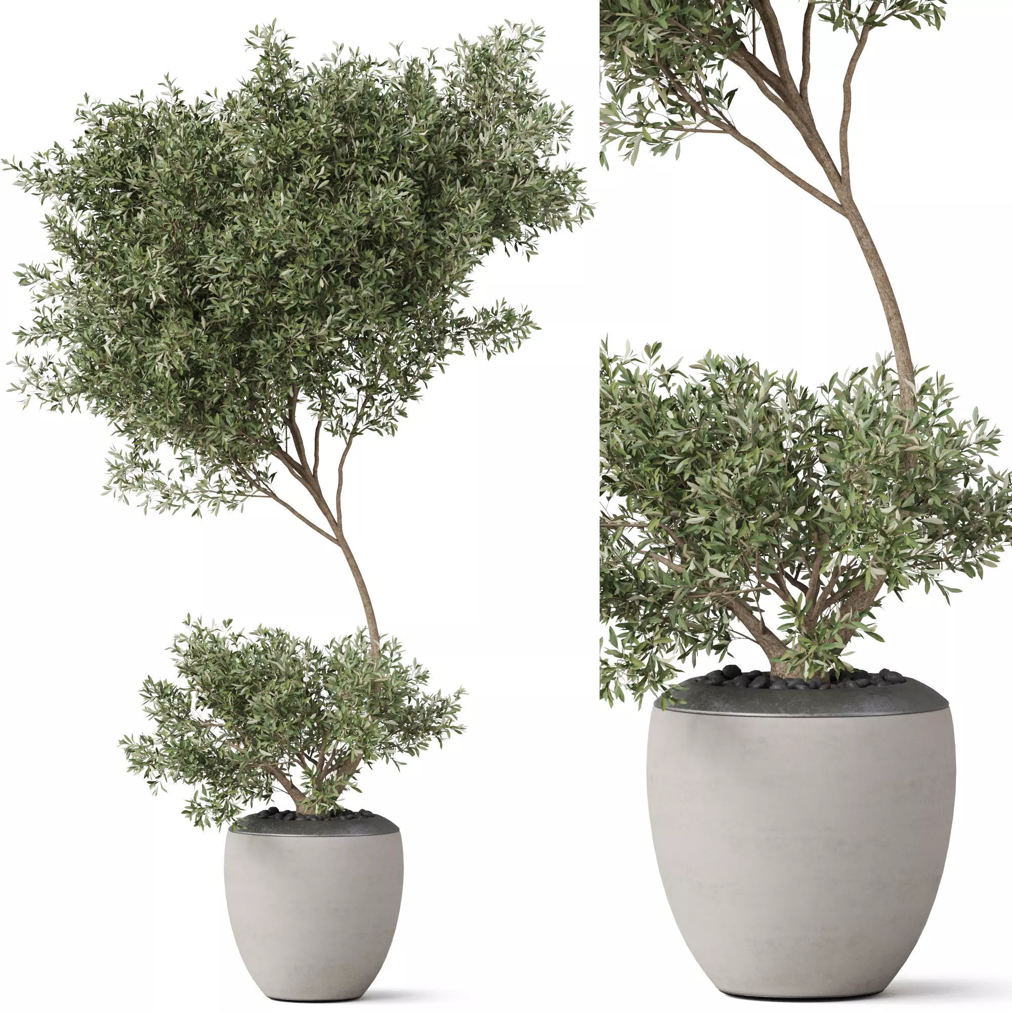 Plants collection 824 3D model