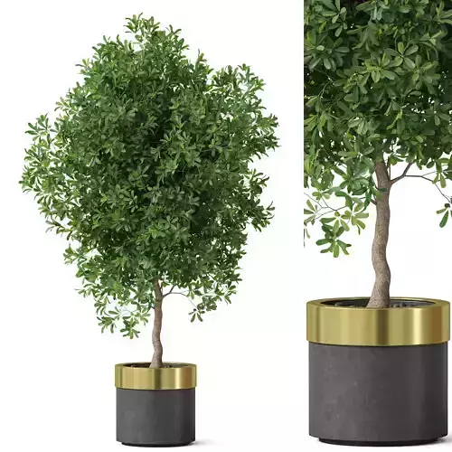 Plants collection 826 3D model