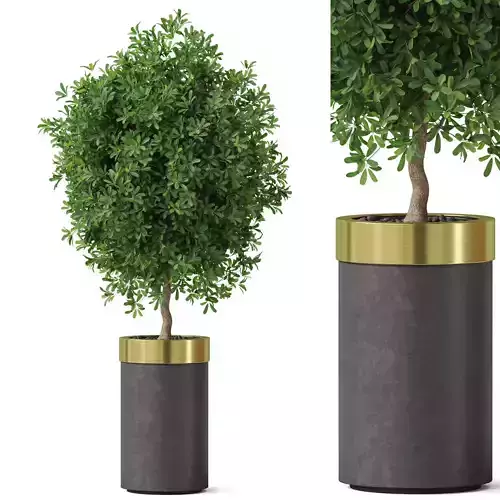 Plants collection 827 3D model