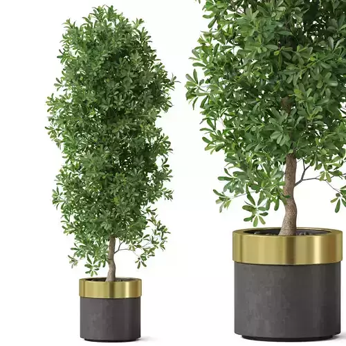 Plants collection 828 3D model