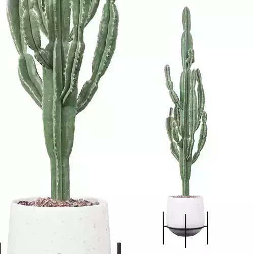 Euphorbia candelabrum 01