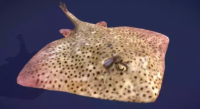 Skate Fish