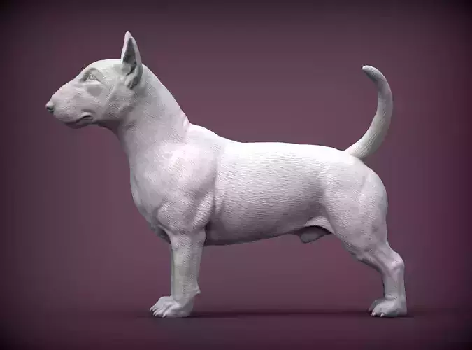 bull terrier