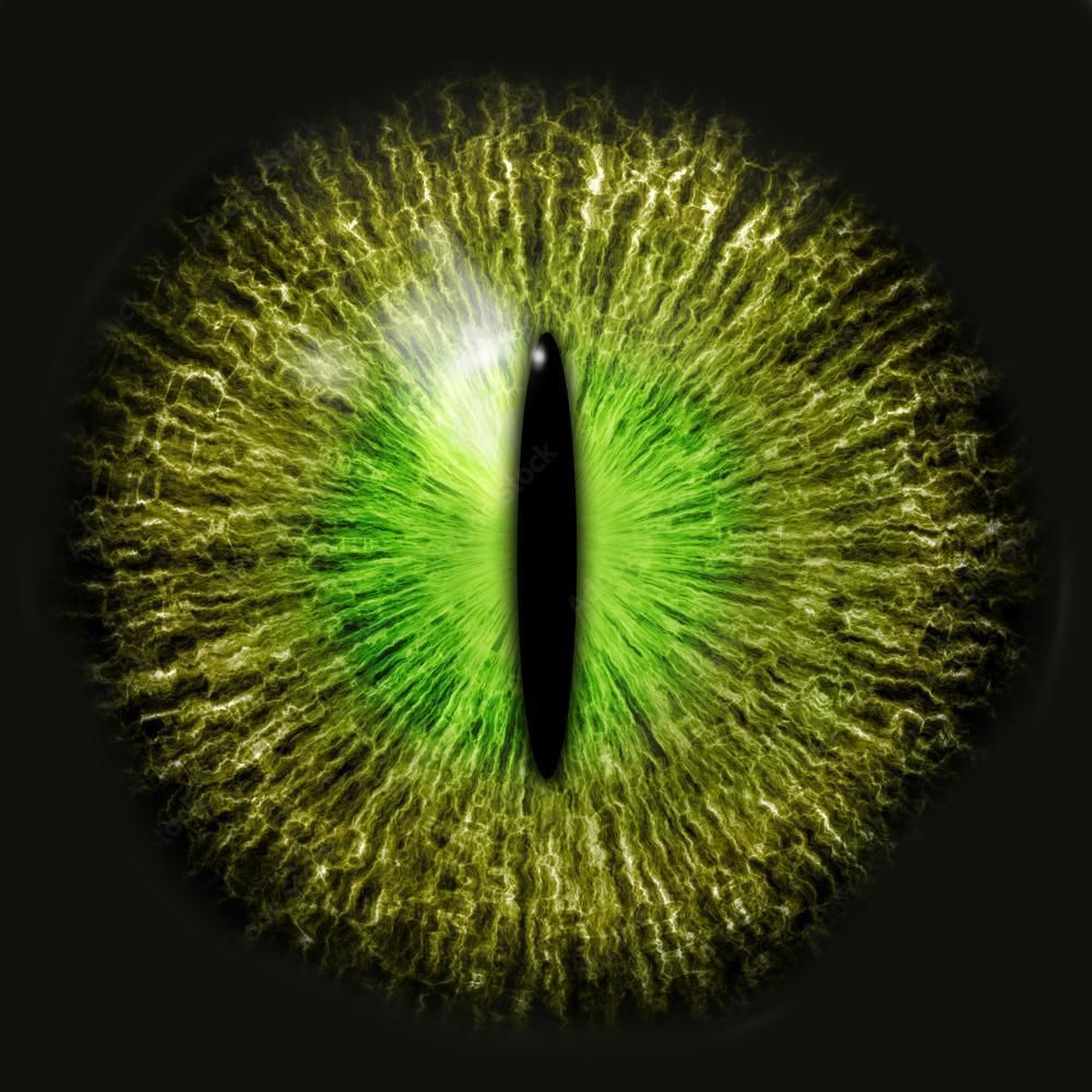 velociraptor model rigged Low-poly 3D model_6