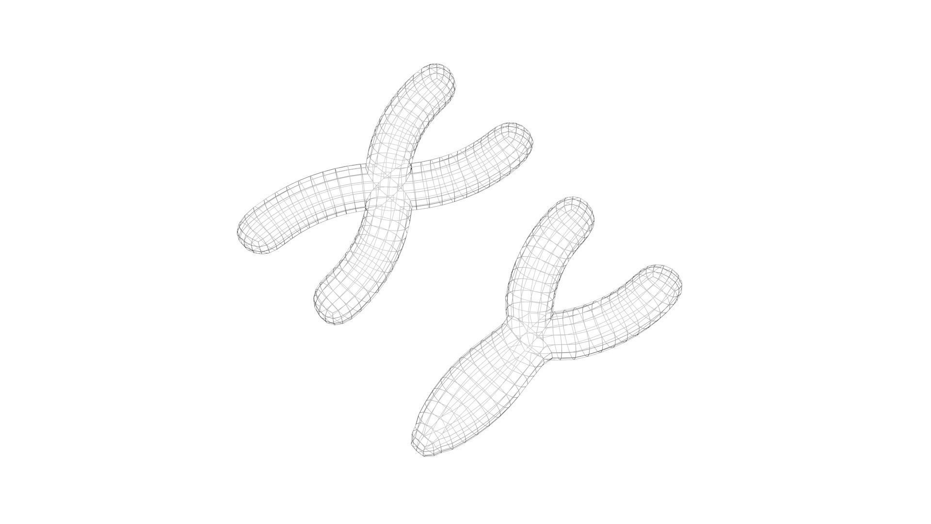 Chromosome 3D model_6