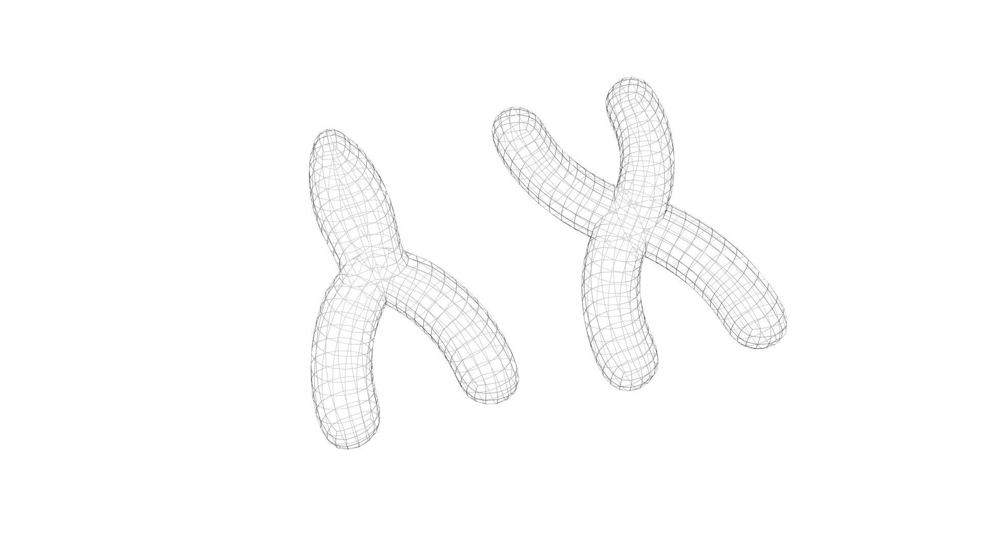 Chromosome 3D model_7