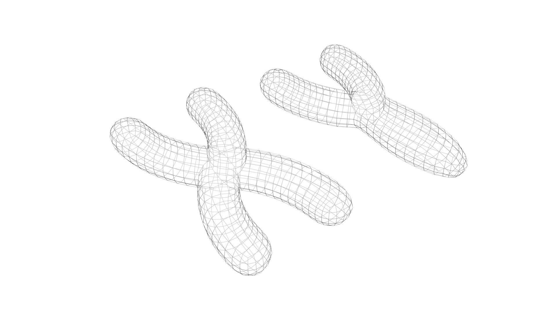 Chromosome 3D model_5