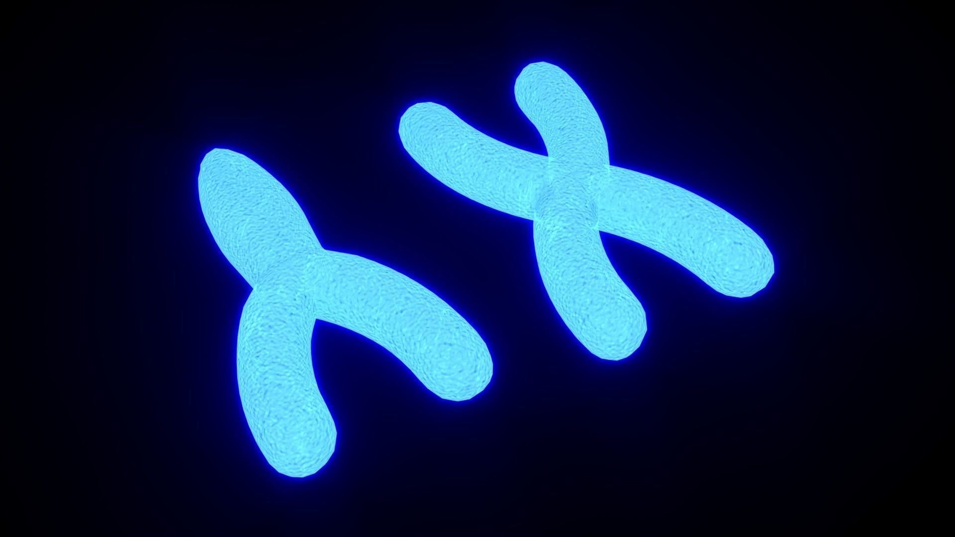 Chromosome 3D model_2