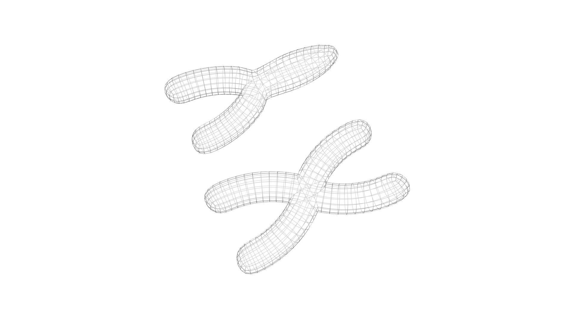 Chromosome 3D model_8