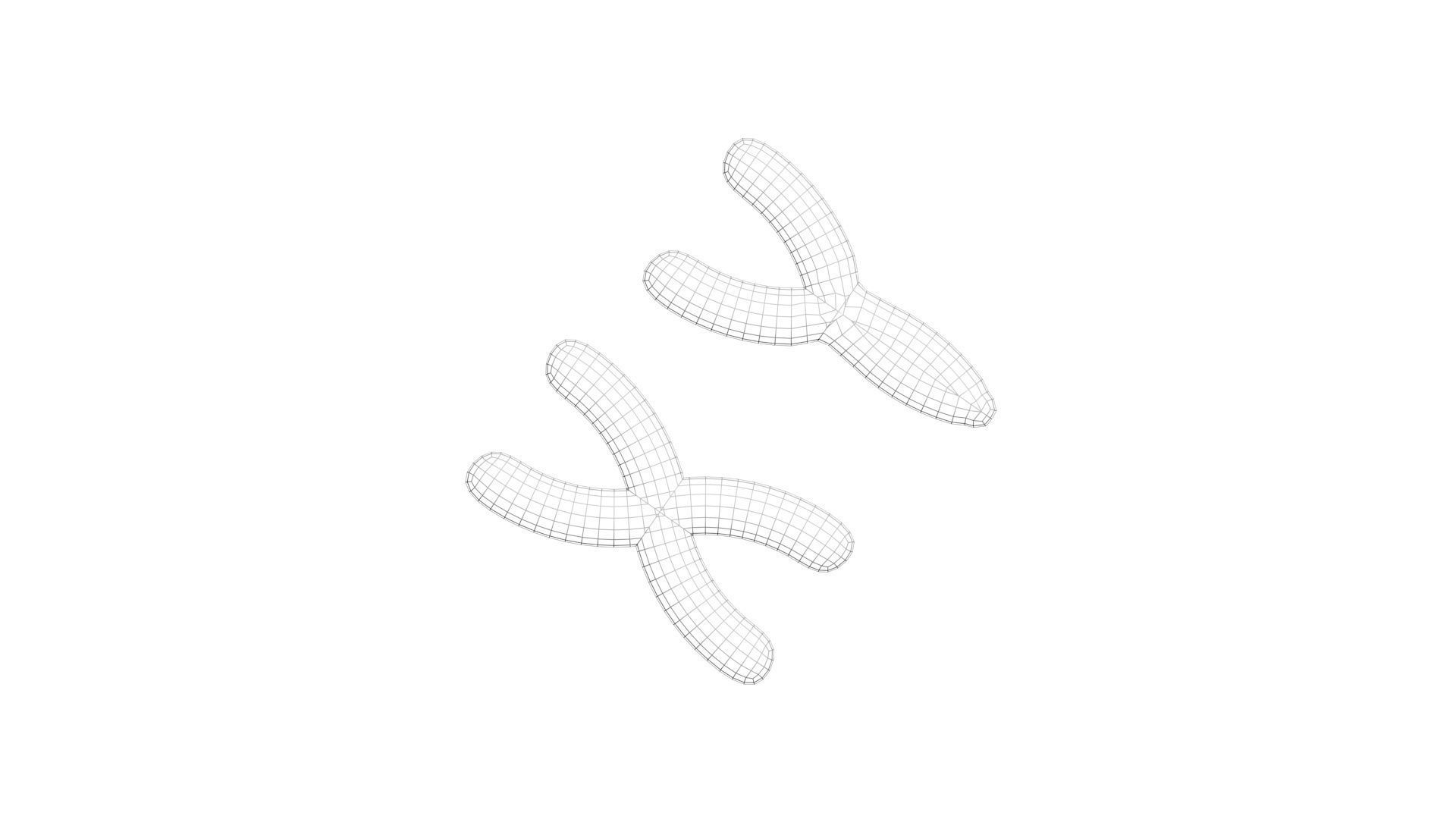 Chromosome 3D model_10