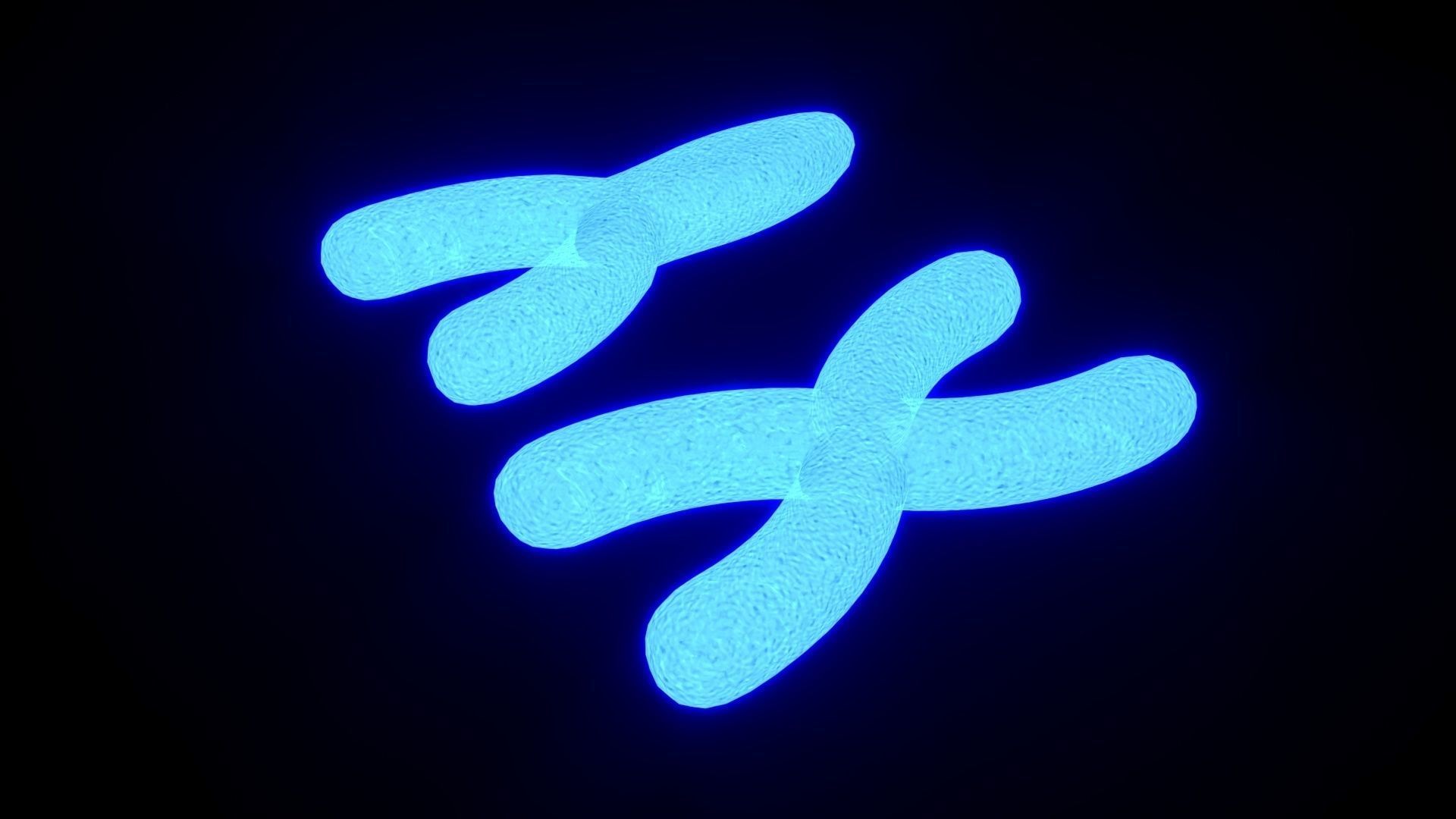 Chromosome 3D model_3