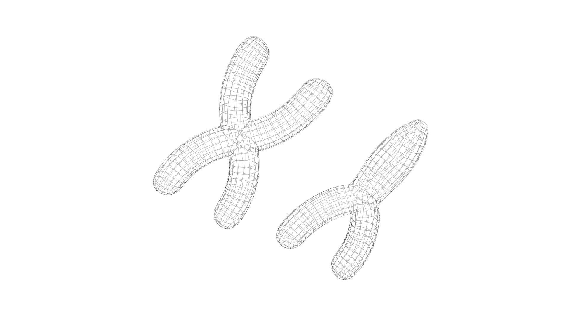 Chromosome 3D model_9
