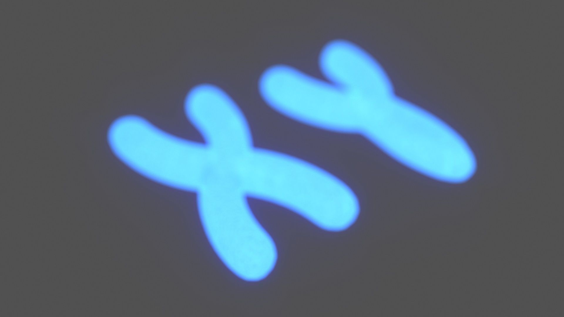 Chromosome 3D model_4
