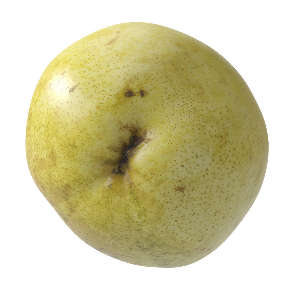 Kieffer Pears 3D Model Collection_20