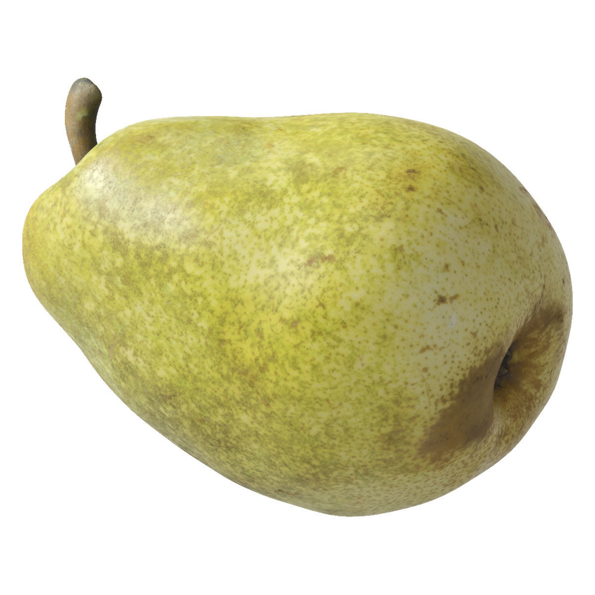 Kieffer Pears 3D Model Collection_4