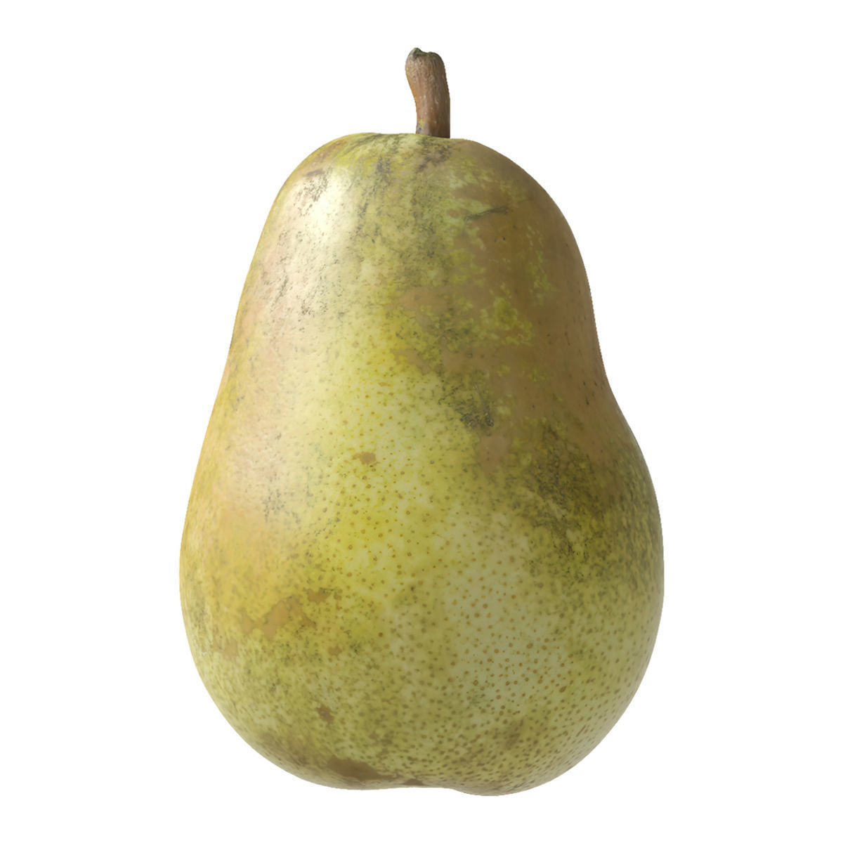 Kieffer Pears 3D Model Collection_42