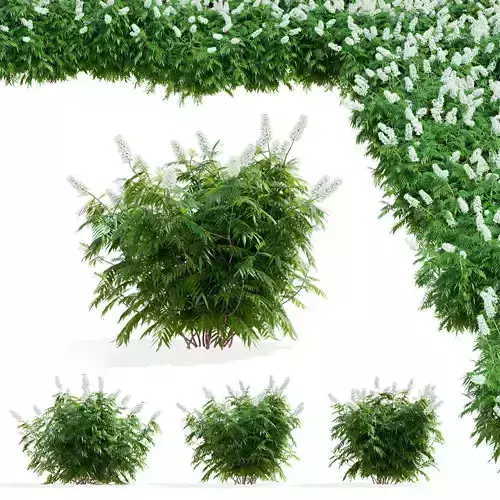 Sorbaria sorbifolia flowering