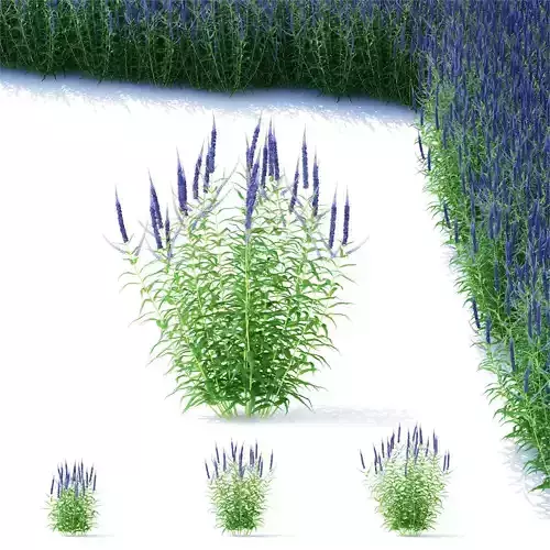  Veronica longifolia blue 