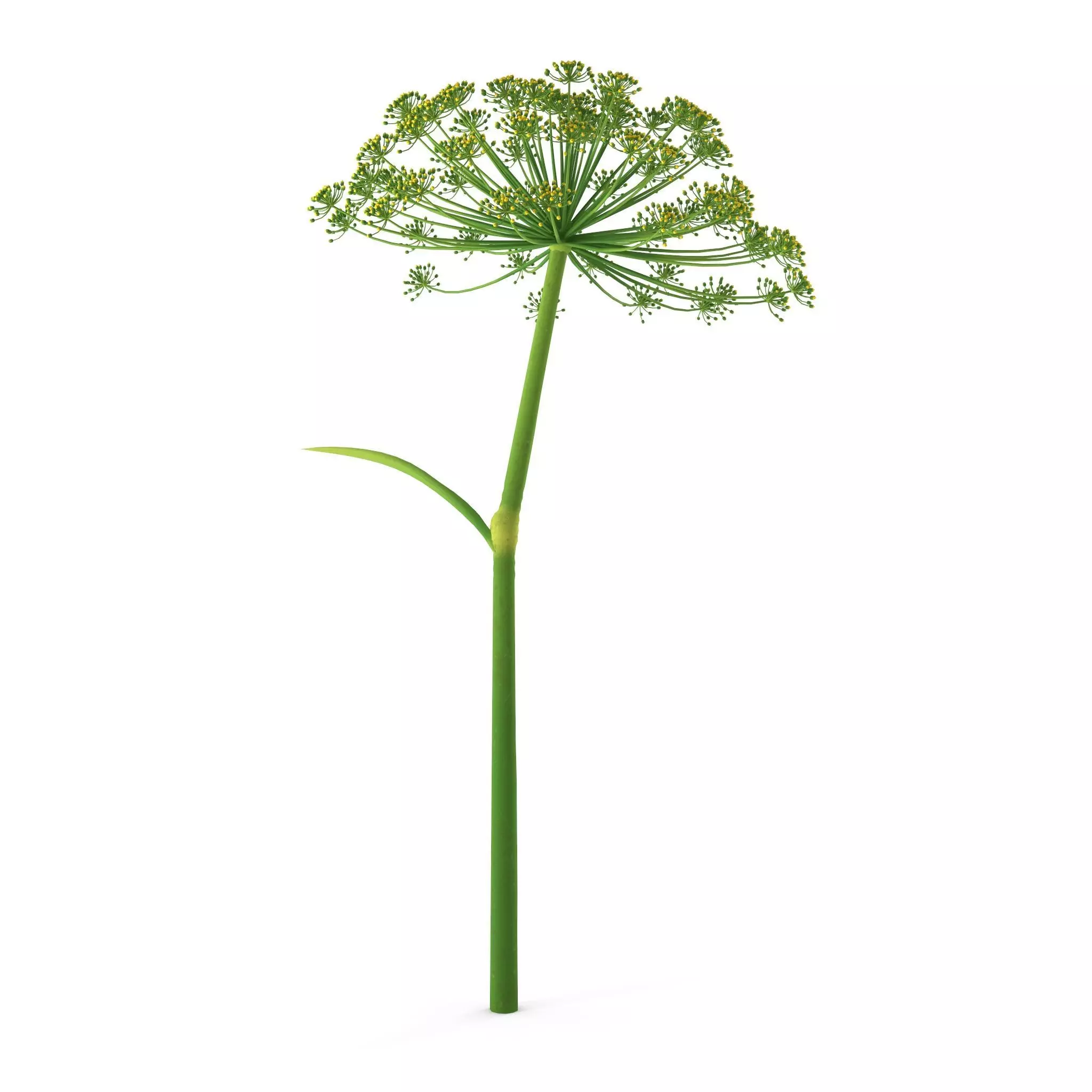 Dill flower 3D model