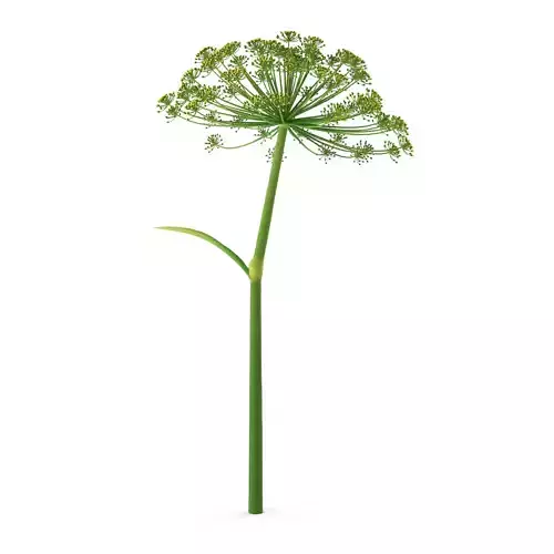 Dill flower